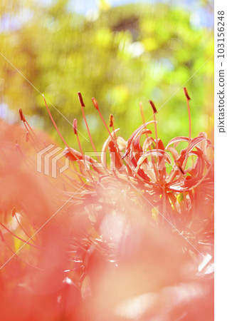 bright red cluster amaryllis bright red cluster amaryllis 103156248