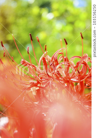 bright red cluster amaryllis 103156250