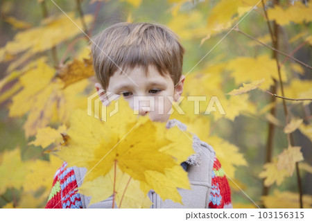 The child looks at the autumn leaf. Boy with a maple leaf. Autumn walk 103156315