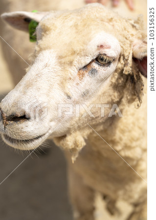 剪羊臉後的羊 103156325