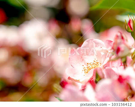 初夏的清新景色,盛開的玫瑰 初夏的清新景色,盛開的玫瑰 103156412
