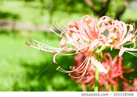 A cluster amaryllis of pink A cluster amaryllis of pink 103156566