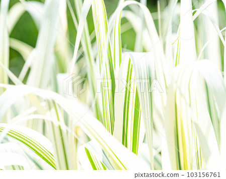 清爽的初夏景色 純白的葉子，綠色的條紋 103156761