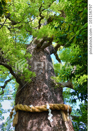 新熊野神社 Kagemuki Ookusumi（京都市東山區） 103156797