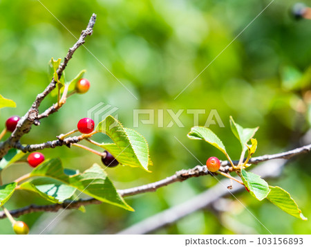 Refreshing scenery of early summer Cute little cherries 103156893