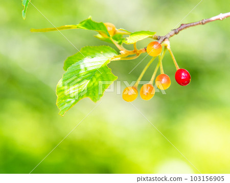 清爽的初夏風景 可愛的小櫻桃 103156905