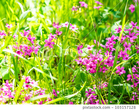清新的初夏景色 可愛的紫色酢漿草盛開 103157128