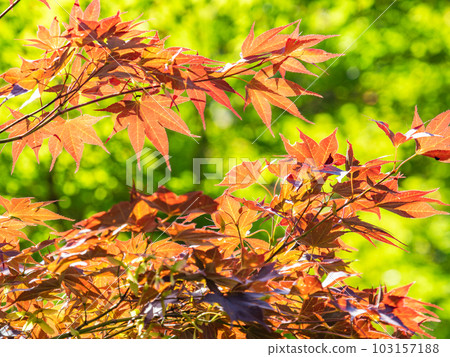 A refreshing view of early summer Beautiful maple leaves with red young leaves A refreshing view of early summer Beautiful maple leaves with red young leaves 103157188