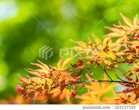 初夏的清爽景色 美麗的楓葉與紅色的幼葉 103157193