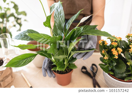 Closeup of female gardener hands in gloves holding pot with houseplant Closeup of female gardener hands in gloves holding pot with houseplant 103157242