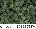 One leaf 103157350