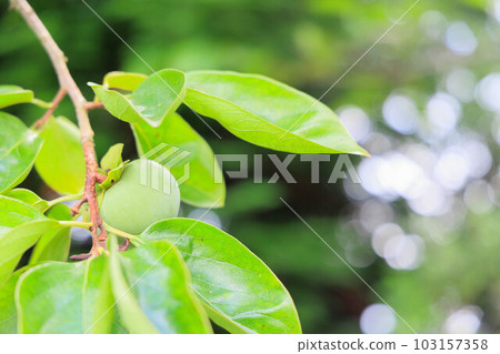 A tree with lush persimmons A tree with lush persimmons 103157358