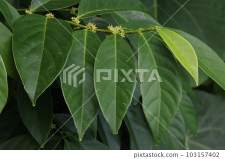 Natural plant Maruyamakankonoki, a small southern tree that can be seen in Yaeyama. In early summer, it bears inconspicuous flowers in the leaf axils. Natural plant Maruyamakankonoki, a small southern tree that can be seen in Yaeyama. In early summer, it bears inconspicuous flowers in the leaf axils. 103157402