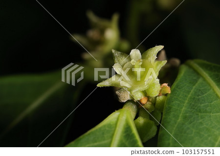 天然植物,丸山觀音,在同一株植物上有雌花和雄花。兩者都長約 5 毫米,這是一朵雌花。 天然植物,丸山觀音,在同一株植物上有雌花和雄花。兩者都長約 5 毫米,這是一朵雌花。 103157551