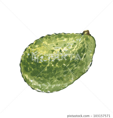 Ripe fresh avocado isolated on white background. Watercolor hand drawing botanic realistic illustration. Art for design 103157571