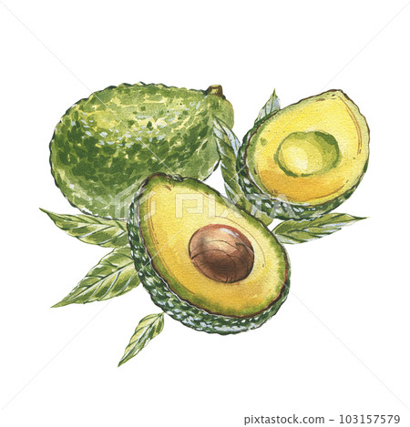 Ripe avocado slice isolated on white background. Watercolor hand drawing botanic realistic illustration. Art for design Ripe avocado slice isolated on white background. Watercolor hand drawing botanic realistic illustration. Art for design 103157579
