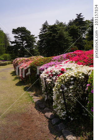 杜鵑花，杜鵑花，花，紅色，白色，粉紅色，五顏六色，古老的植物，日本，東京，花園，公園，戶外，天空，植物，四月 103157834