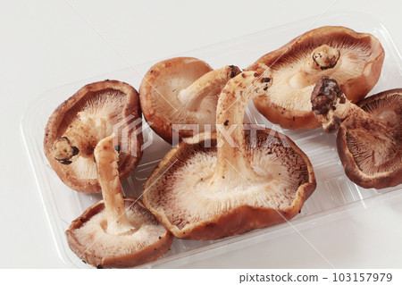Shiitake Mushrooms Shiitake Mushrooms 103157979
