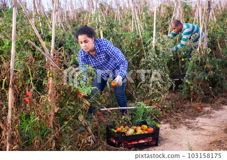Female farm worker gathering crop of tomatoes 103158175