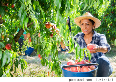 Positive woman engaged in gardening, picking fresh peaches in orchard Positive woman engaged in gardening, picking fresh peaches in orchard 103158181