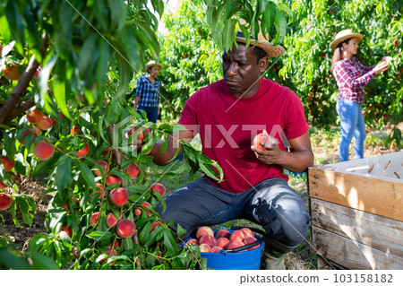 Successful male owner of orchard gathering harvest of peaches on sunny day Successful male owner of orchard gathering harvest of peaches on sunny day 103158182