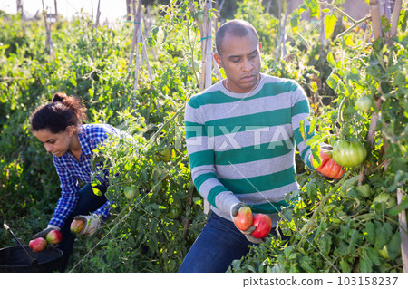 Hispanic farmer harvesting ripe tomatoes on farm field 103158237
