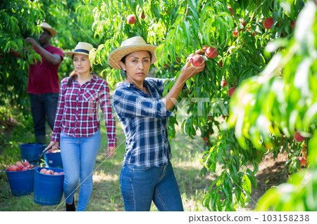 Latina working in farm orchard during peaches harvest 103158238