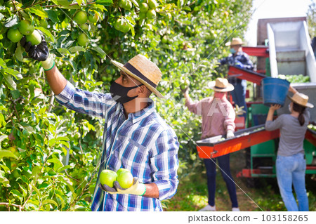 Farmer in protective mask harvesting ripe apples in garden 103158265