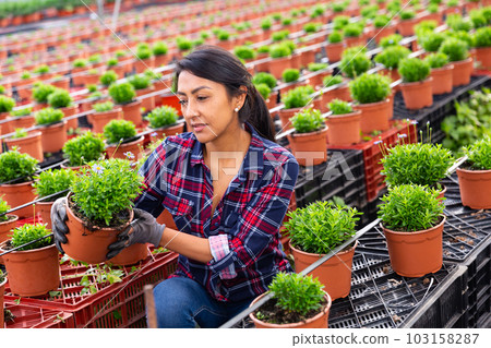 woman worker caring for young houseplants 103158287