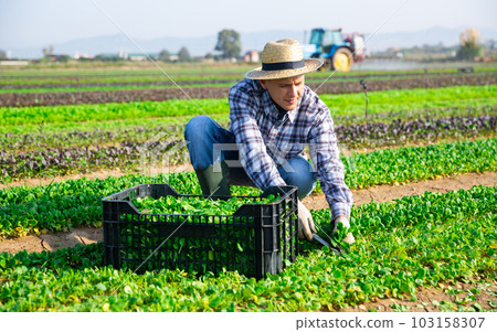 Farmer harvesting green field salad on farm plantation Farmer harvesting green field salad on farm plantation 103158307