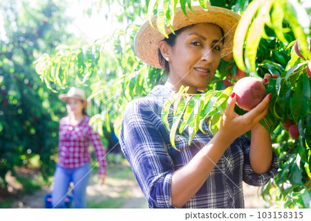 Hispanic female owner of orchard harvesting peaches 103158315