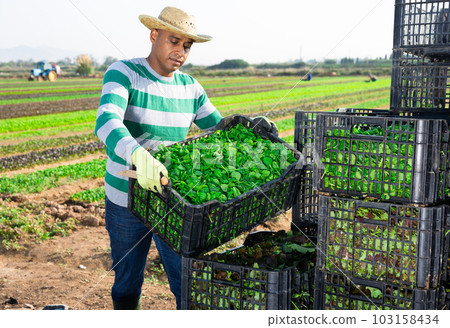 Hispanic farmer arranging crates with harvested cornsalad on field 103158434
