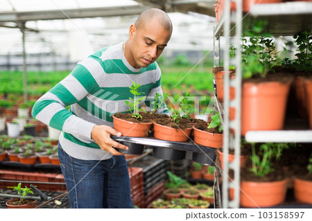 Man gardener holding pots with spearmint 103158597