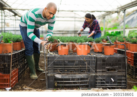 Latin American farmers in the greenhouse are engaged in inspecting and pruning small ornamental shrubs in pots. Latin American farmers in the greenhouse are engaged in inspecting and pruning small ornamental shrubs in pots. 103158601