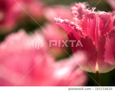 Pink tulip flower "Izumi" blooming in April 103158620
