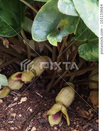 土佐野葵 (Tosano-aoi) 花 土佐野葵 (Tosano-aoi) 花 103158664