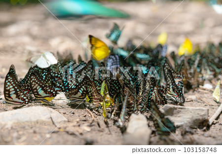 Group butterfly on the ground and flying in nature forest Group butterfly on the ground and flying in nature forest 103158748
