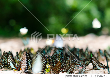 Group butterfly on the ground and flying in nature forest Group butterfly on the ground and flying in nature forest 103158749