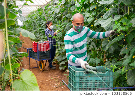 Hired latino worker in protective mask picks crop of cucumbers in greenhouse 103158866