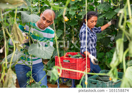 Group of farm workers picking ripe cucumbers 103158874
