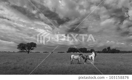 Horses in Pampas plain landscape,La Pampa province,  Argentina. 103158876
