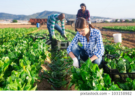 Female worker harvesting swiss chard on field Female worker harvesting swiss chard on field 103158982