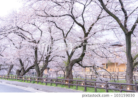 《埼玉縣》川越市新石川沿岸，櫻花盛開 103159030