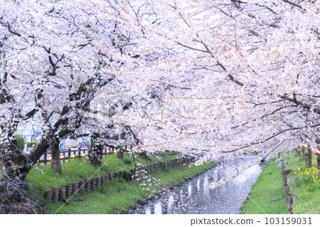 《埼玉縣》川越市新石川沿岸，櫻花盛開 103159031