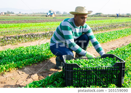 Male farmer picking corn salad on field 103159090