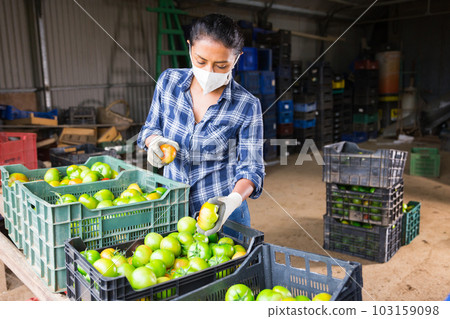 Woman in mask sorting tomatoes in warehouse Woman in mask sorting tomatoes in warehouse 103159098