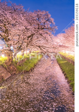 《Saitama Prefecture》Kawagoe City Along the Shingashi River / Cherry blossoms in full bloom at night 《Saitama Prefecture》Kawagoe City Along the Shingashi River / Cherry blossoms in full bloom at night 103159118