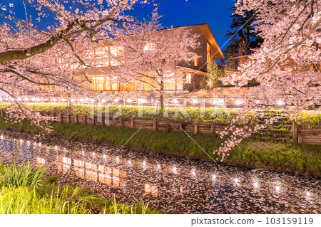 《Saitama Prefecture》Kawagoe City Along the Shingashi River / Cherry blossoms in full bloom at night 103159119