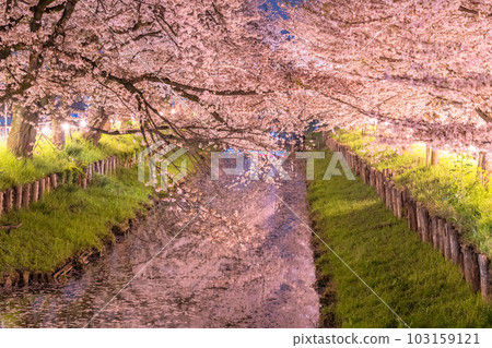 《埼玉縣》新石川沿岸的川越市/夜間盛開的櫻花 《埼玉縣》新石川沿岸的川越市/夜間盛開的櫻花 103159121