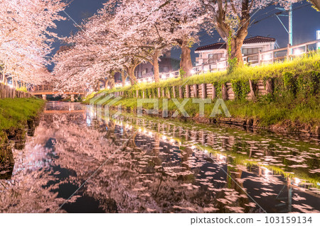 《埼玉縣》新石川沿岸的川越市/夜間盛開的櫻花 103159134